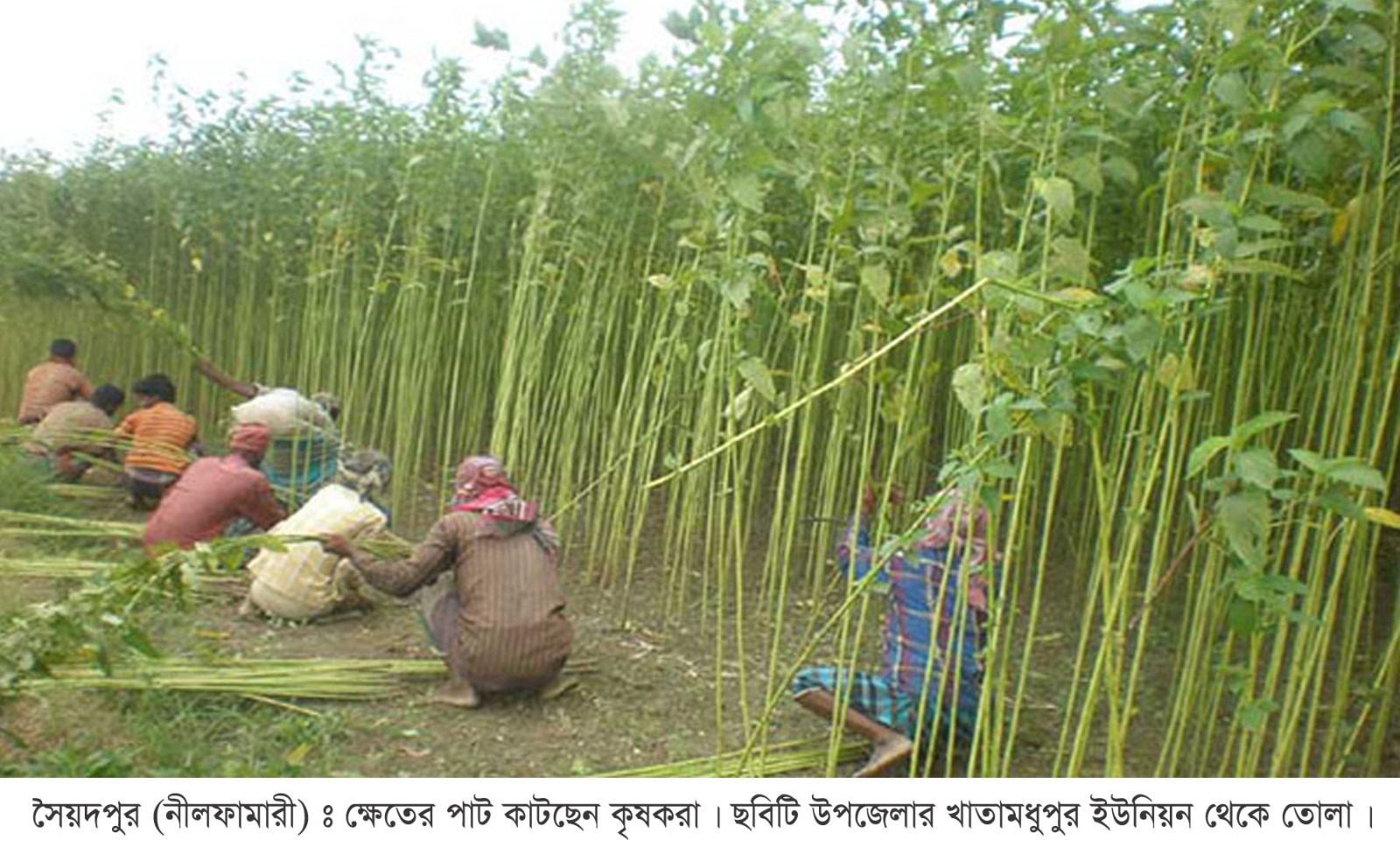 সৈয়দপুরে পাট চাষে কৃষকের আগ্রহ কমছে, জমি দখল করছে ভুট্টা